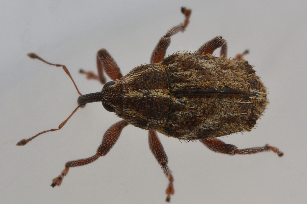 Curculionidae: Trichosirocalus barnevillei